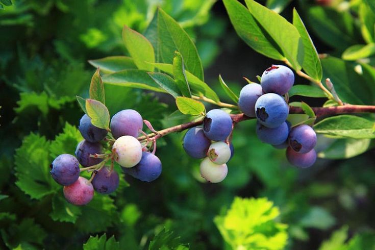 Caucasian Blueberry Leaves